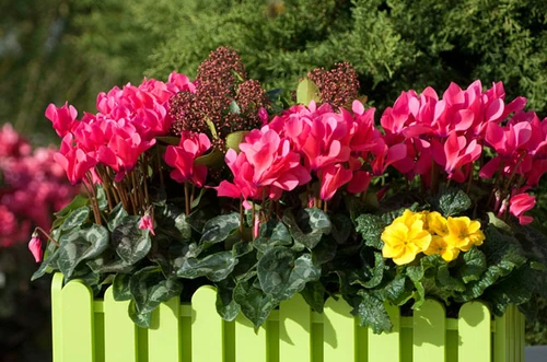 flores de temporada de invierno 