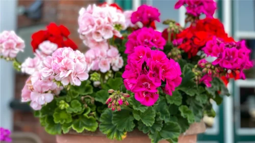 plantas de balcón para todo el año