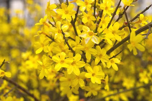 flores de invierno
