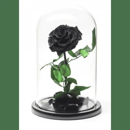 rosa eterna negra significado 