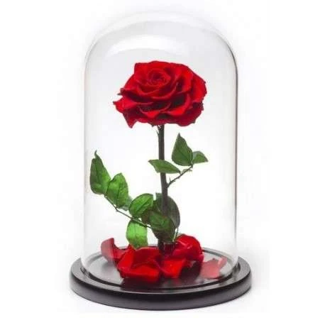 Rosa bella y bestia Disney 