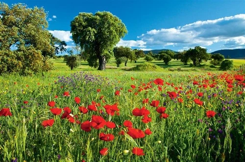 7 lugares mas recomendados por fotógrafos en primavera. 