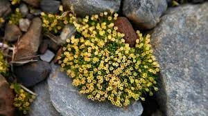 ¿hay flores en la Antártida?