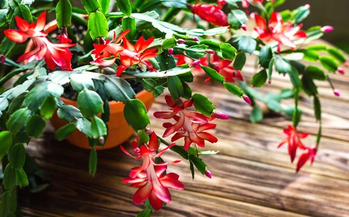 7 Plantas de Navidad