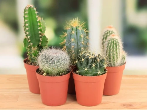 plantas de balcón para todo el año