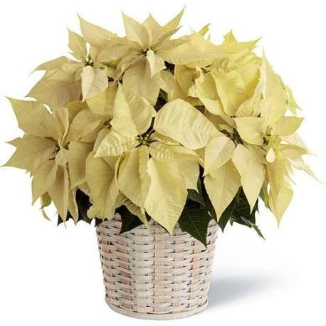 variedades Flor de pascua 