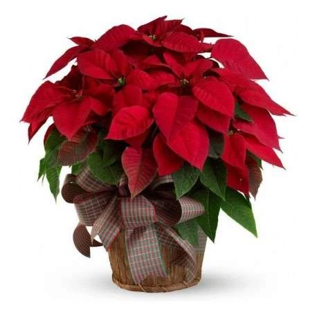 planta de navidad 