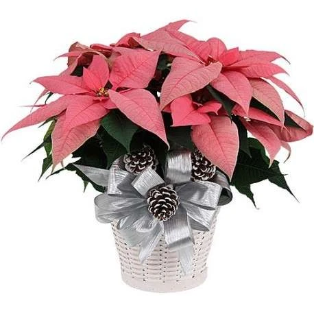 Feliz navidad con flores de pascua 