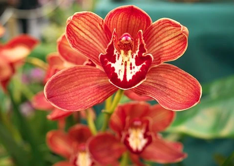 colores de orquídeas naturales