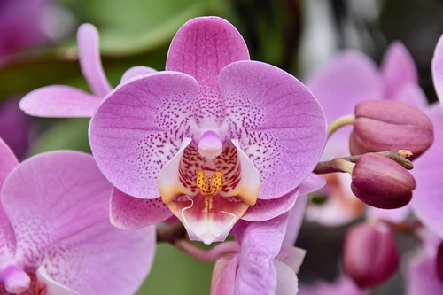 orquídeas phalaenopsis colores