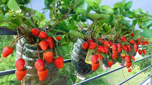 plantas de balcón para todo el año