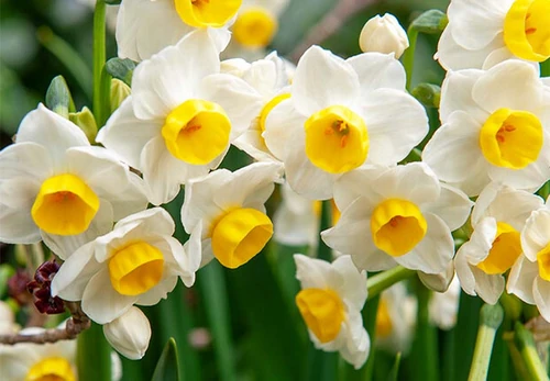 Guía completa para narcisos: Consejos de plantación, cuidado y floración
