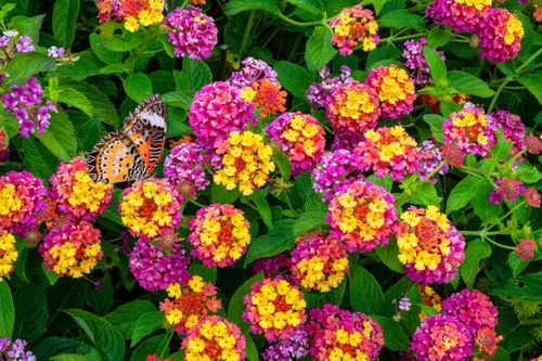 Plantas invasoras de jardín