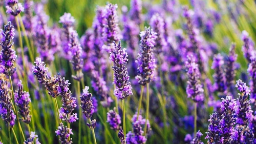 6 Plantas que repelen a los insectos