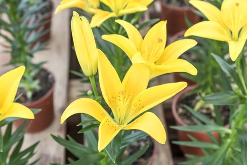 flores del horóscopo