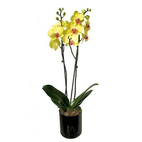 feliz dia del padre con flores 