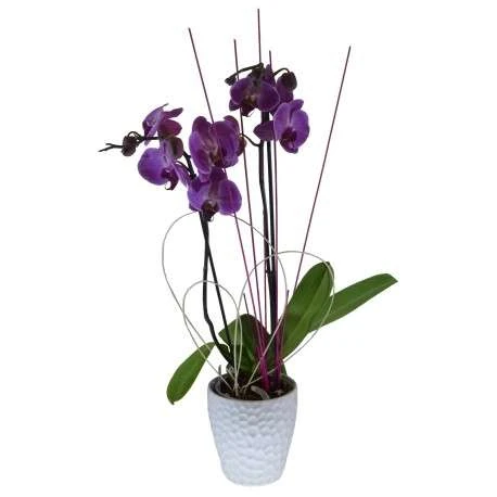 enviar orquídeas a domicilio