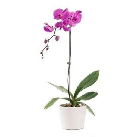 flores y que representan 