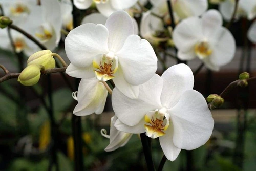 orquídeas de todos los colores