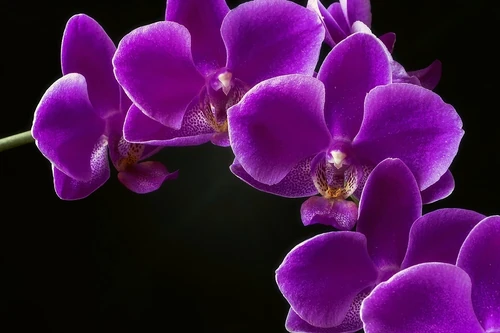 colores de orquídeas naturales