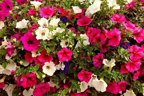 plantas de balcón para todo el año