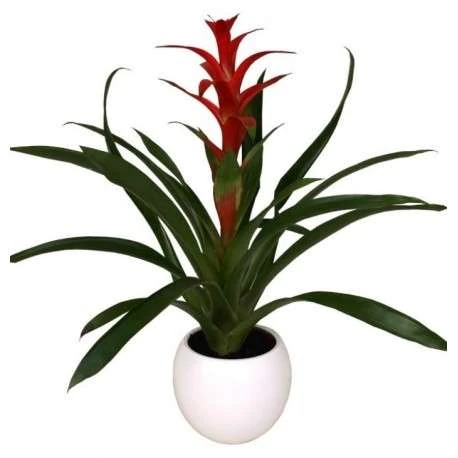 dormir con plantas es bueno o malo 