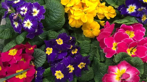 flores de invierno