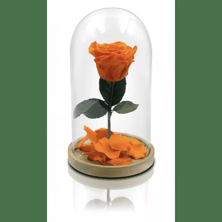 que significan las rosas naranjas 