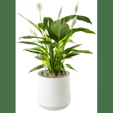 dormir con plantas en la habitación es perjudicial 