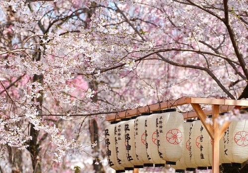 Hanami en Japón
