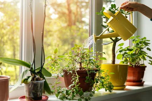 ¿Crecen más rápido las plantas con música?