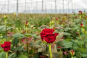 curiosidades sobre el dia de san valentin
