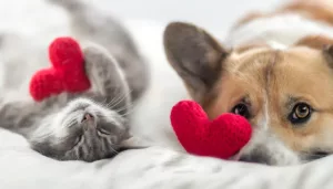 curiosidades sobre san valentin