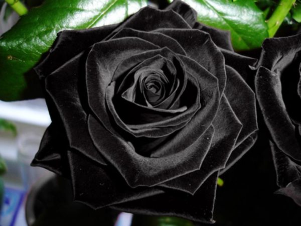 Existen las rosas negras? La rosa de Halfeti – Vanityflor