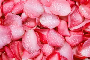 petalos de rosa baratos