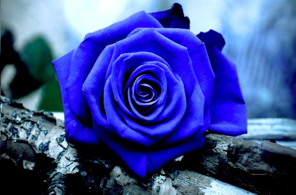 existen las rosas azules