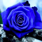 existen las rosas azules naturales