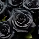 donde comprar rosas negras naturales