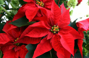 planta de navidad