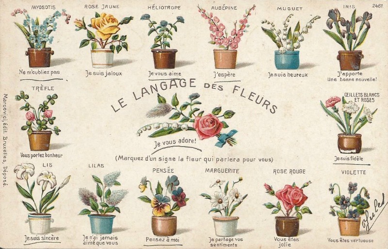 más lejos entrevista Motivar El lenguaje de las flores según su color : ¿qué significa cada uno? –  Vanityflor