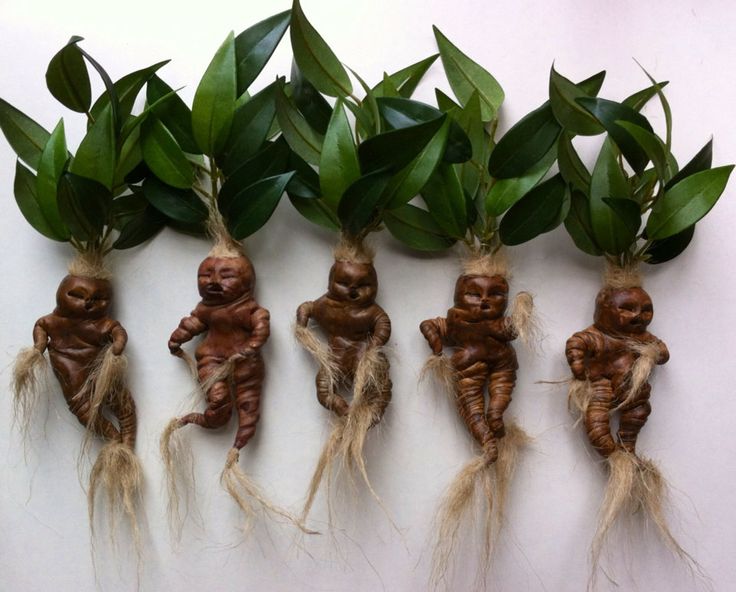 12 Plantas Reales En El Mundo De Harry Potter Vanityflor