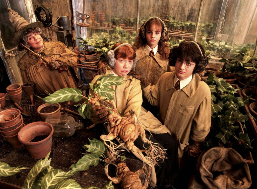 Plantas reales en el mundo de Harry Potter