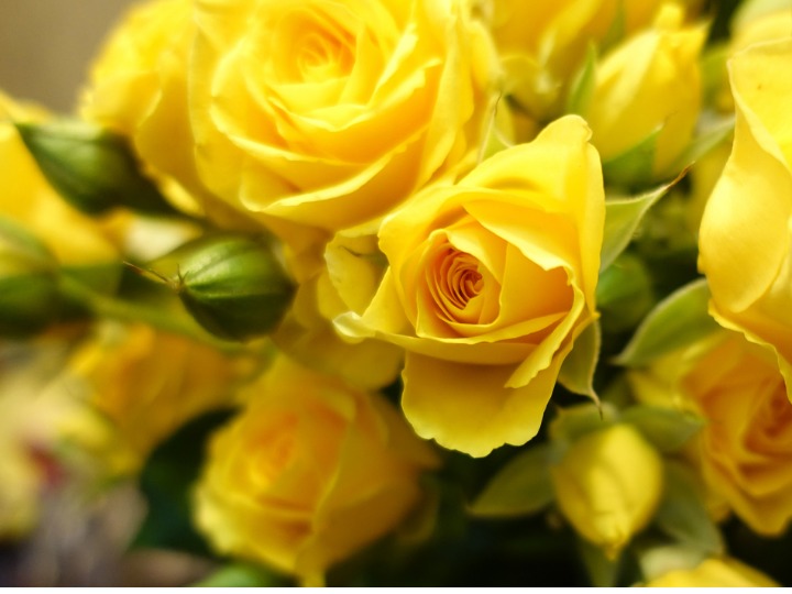qué significan las rosas amarillas