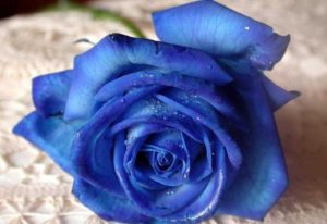¿Qué significan las rosas azules?