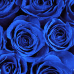 qué significan las rosas azules