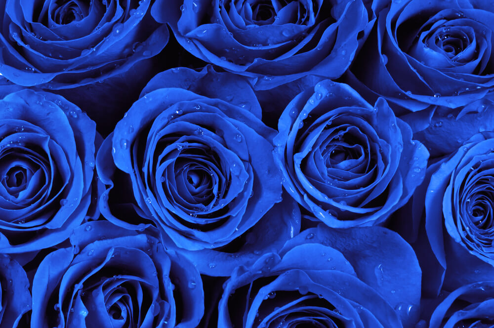 ¿Qué significan las rosas azules?