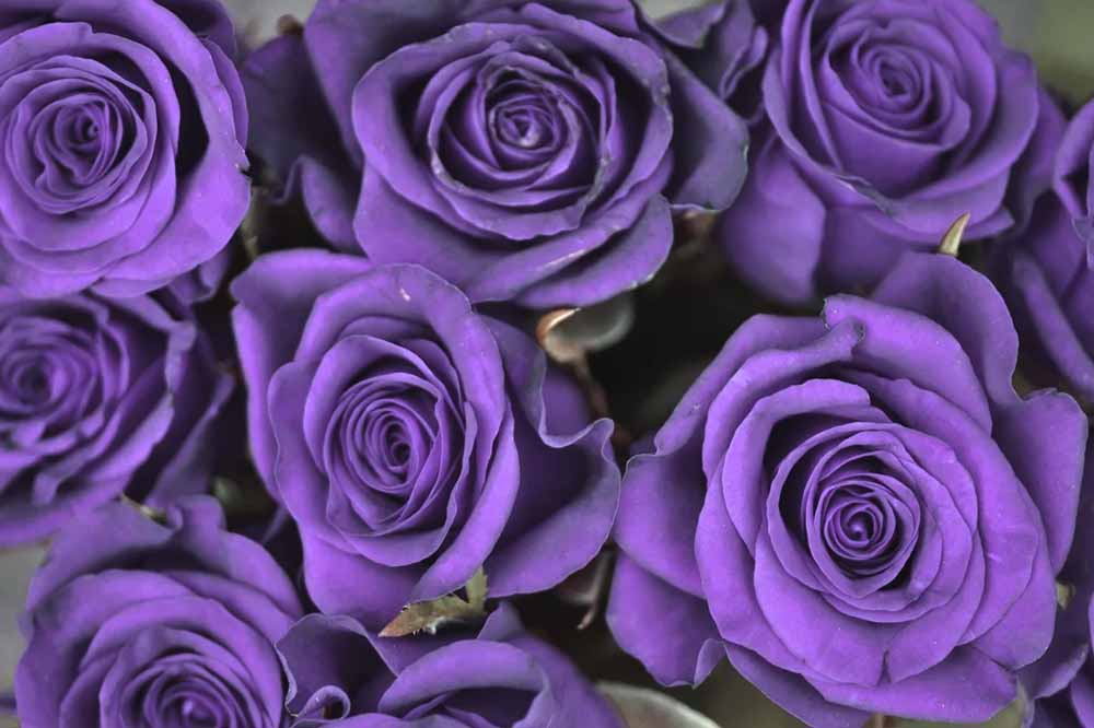 Qué significan las rosas moradas? – Vanityflor