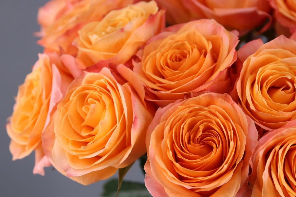 Qué significan las rosas naranjas? – Vanityflor
