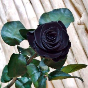 ¿Qué significan las rosas negras?