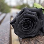 Qué significan las rosas negras